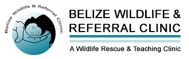 Belize Wildlife & Referral Clinic - BWRC